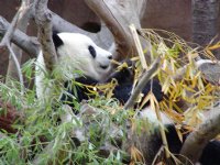 Panda in tree