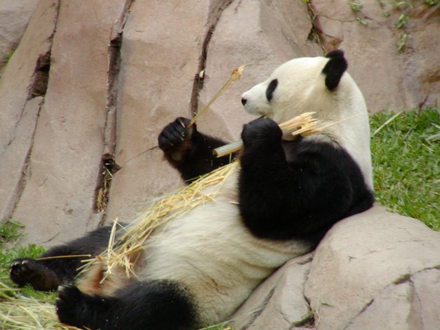 Panda