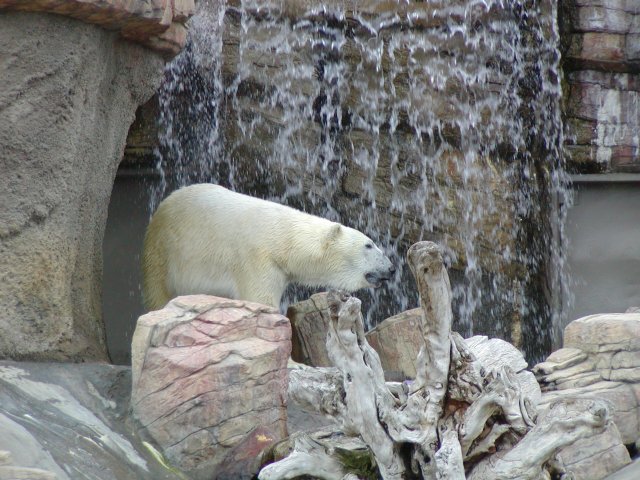 Polar Bear