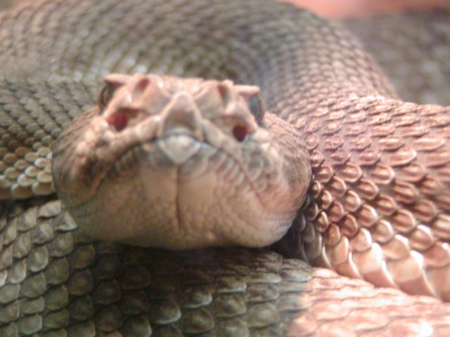 Snake close-up