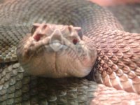 Snake close-up