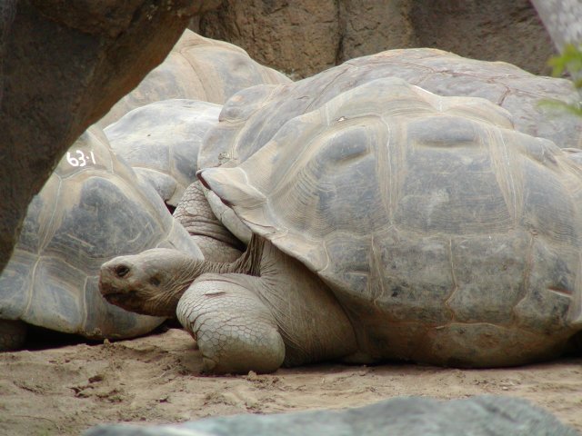 Tortoises