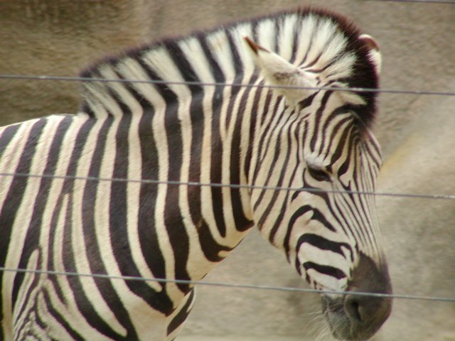 Zebra