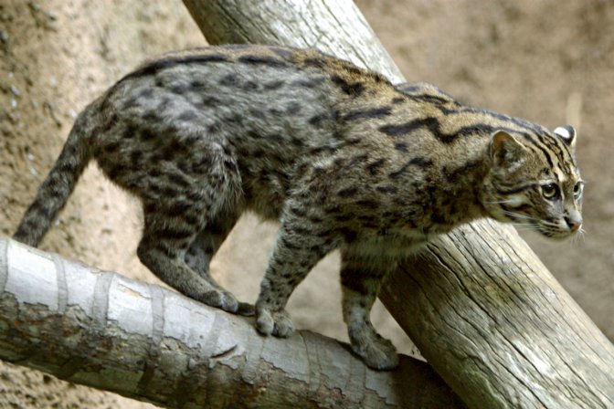 Fishing Cat