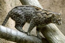 Fishing Cat