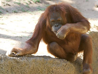 Little Orangutan