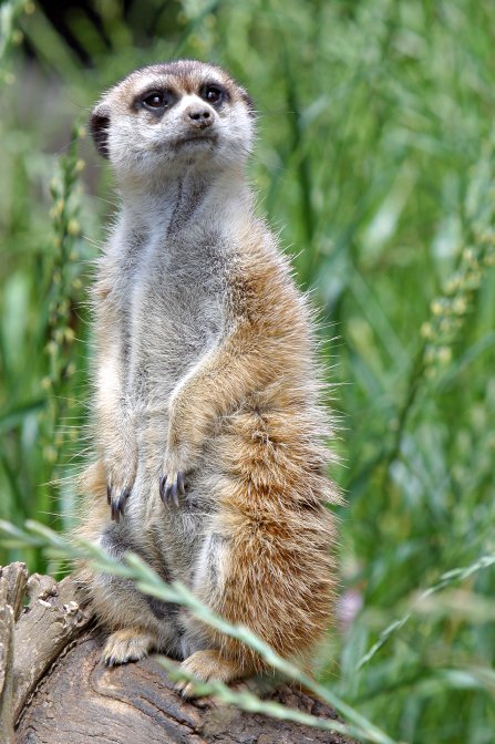 Meerkat