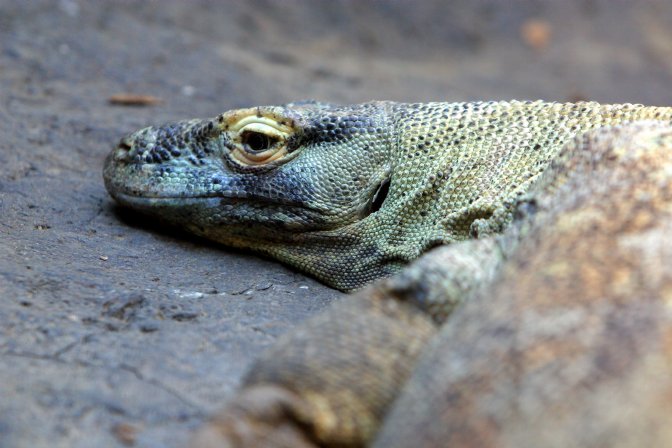 Monitor Lizard