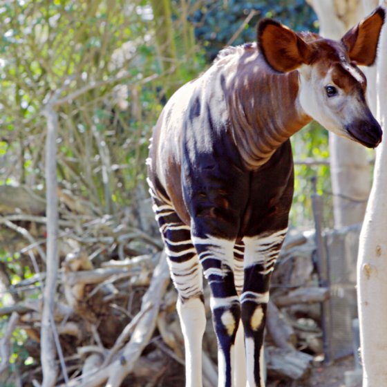 Okapi