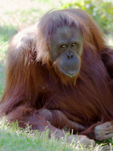 Orangutan