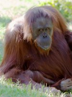 Orangutan