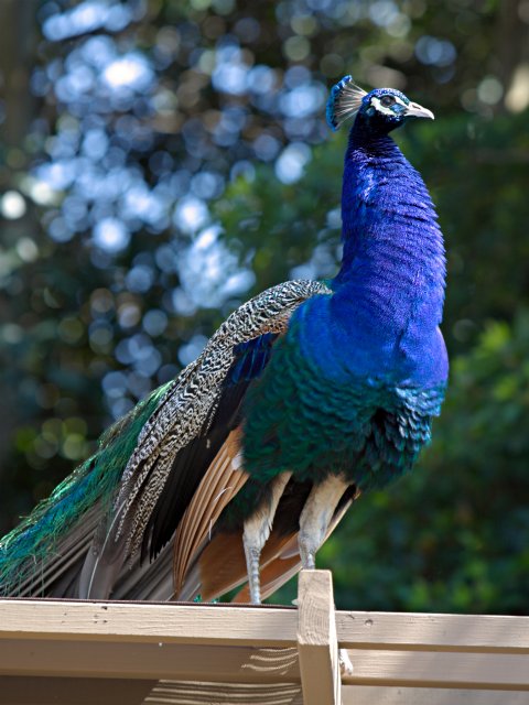 Peacock