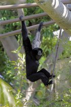 Siamang