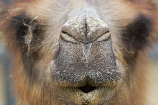 Camel nose