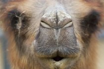 Camel nose