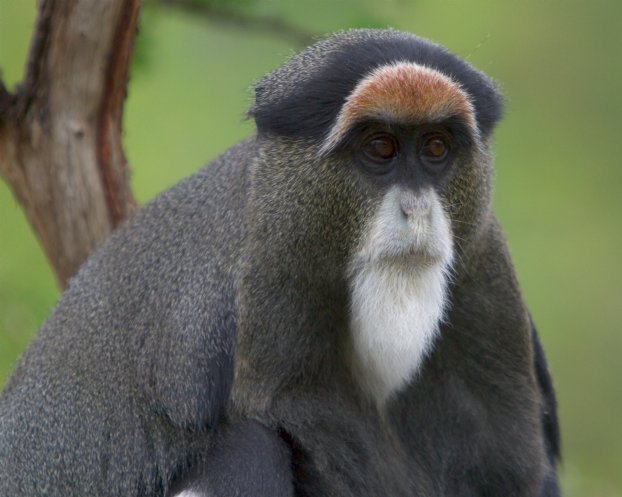 Debrazza's Guenon