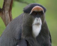 Debrazza's Guenon