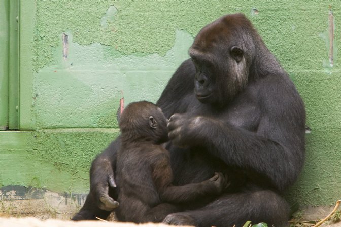 Gorilla mother and child