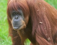 Orangutan