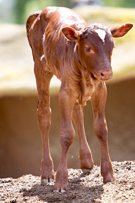 Baby Ankole