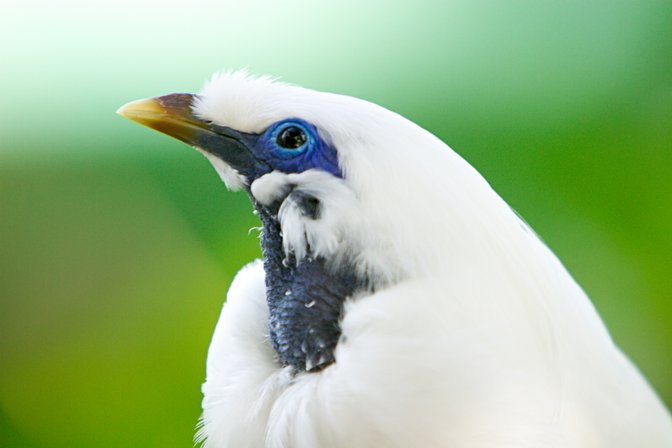 Bali Mynah