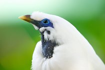 Bali Mynah