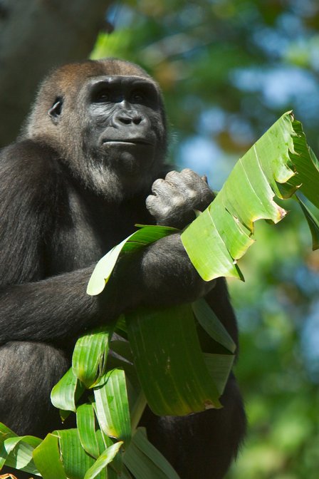 Gorilla
