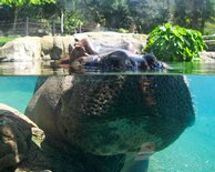 Hippopotamus