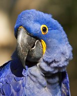 Hyacinthine Macaw