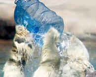 Polar Bear Waterplay