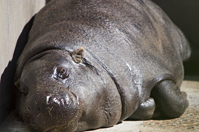Pygmy Hippo