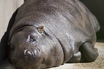 Pygmy Hippo
