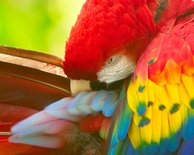 Scarlet Macaw