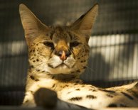 Serval