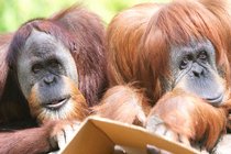 Two Orangutans