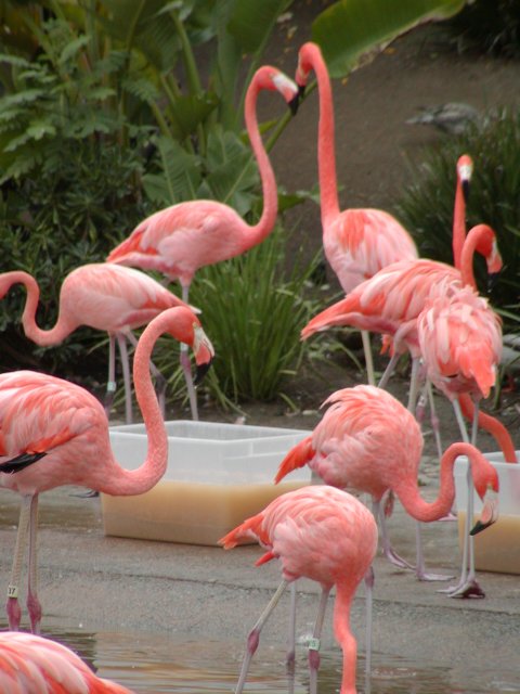 Flamingos