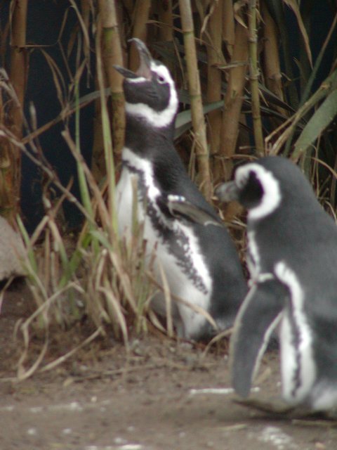 Penguins