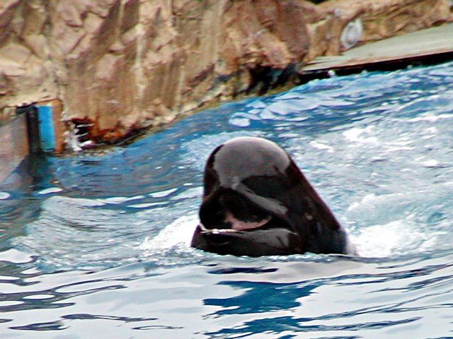 Pilot whale
