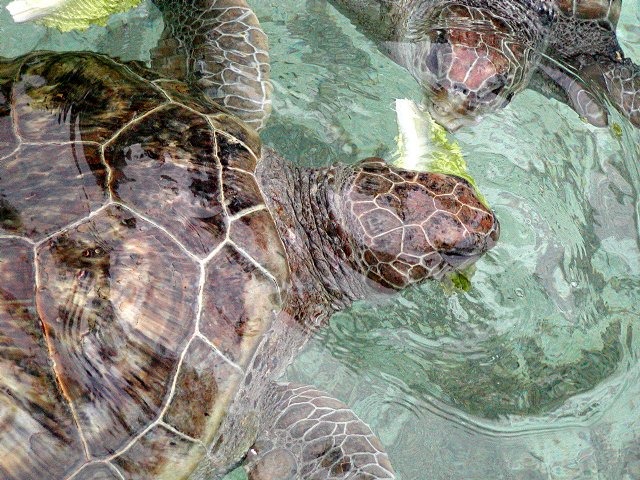 Turtles eating lettuce