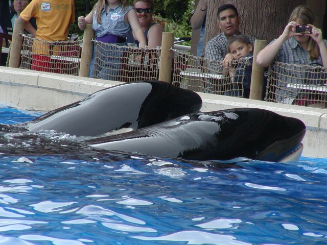 Two orca