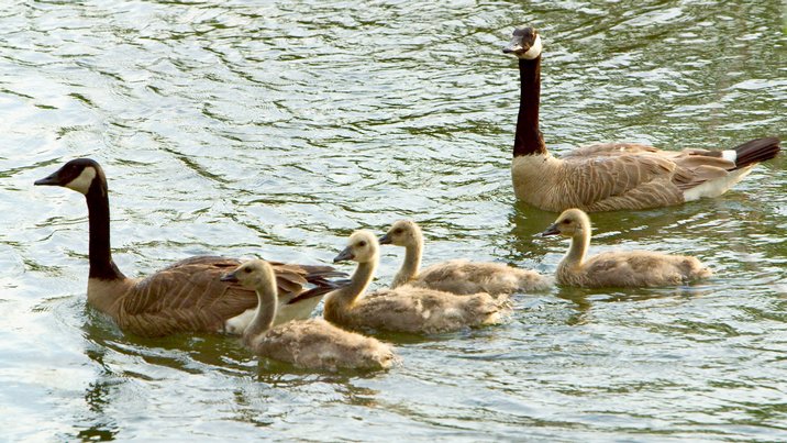 Goslings, I