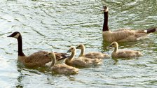 Goslings, I