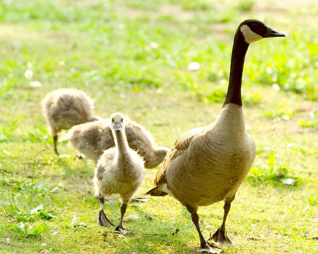 Goslings, II