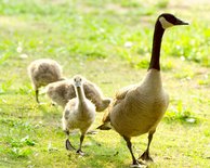 Goslings, II