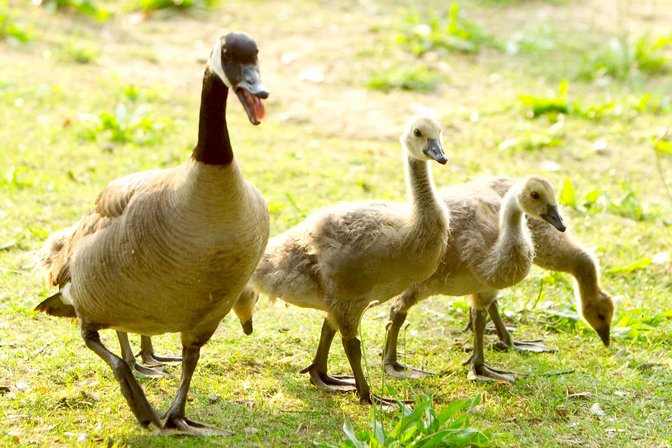 Goslings, III