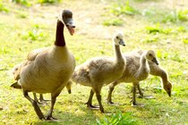 Goslings, III