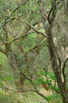 Tangled Branches, II