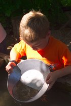 Timothy Pans For Gold