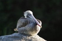 Brown Pelican