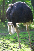 Ostrich